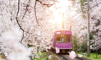 Chiêm ngưỡng cảnh sắc hoa anh đào nở rộ