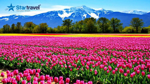 Ngày 5: Lễ hội hoa Tulip Ottawa - Vancouver
