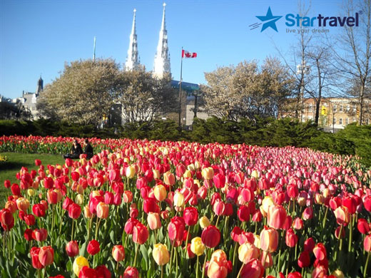 Ngày 5: Lễ hội hoa Tulip Ottawa - Vancouver