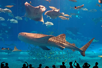 Ngày 6: THAM QUAN NAHA | OKINAWA | NHẬT BẢN