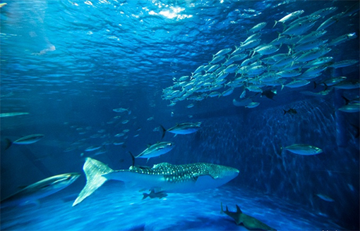 Ngày 05: THÀNH PHỐ KAGOSHIMA, NHẬT BẢN 