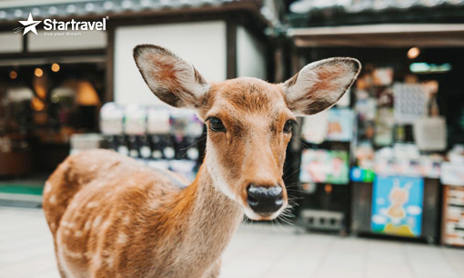 Ngày 05: OSAKA – NARA - KANSAI (Ăn sáng, trưa, tối)