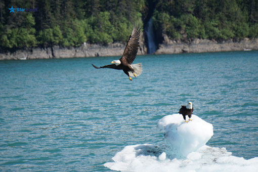 Ngày 6: Tracy Arm Fjord