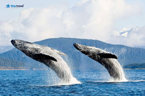 Ngày 2: Alaska Inside Passage