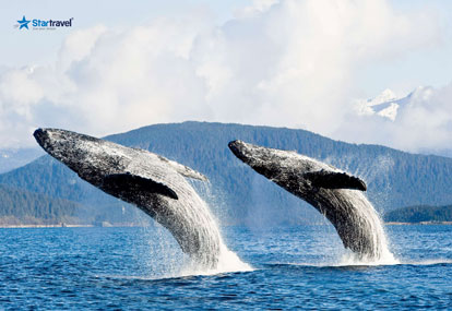 Đến Alaska ngắm cá voi nhảy múa trên du thuyền 5 sao Ovation of the Seas