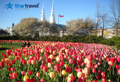 Liên tuyến Mỹ - Canada: Lễ hội Hoa Tulip và trải nghiệm du thuyền 5 sao Ovation of the Seas