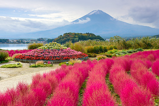 Ngày 03: FUJI – KAWAGUCHIKO – TOYOTA CITY  