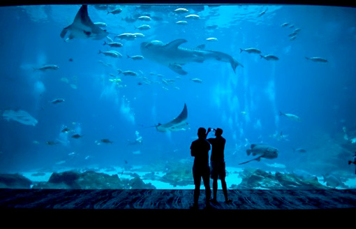 Ngày 05: Kagoshima, Nhật Bản