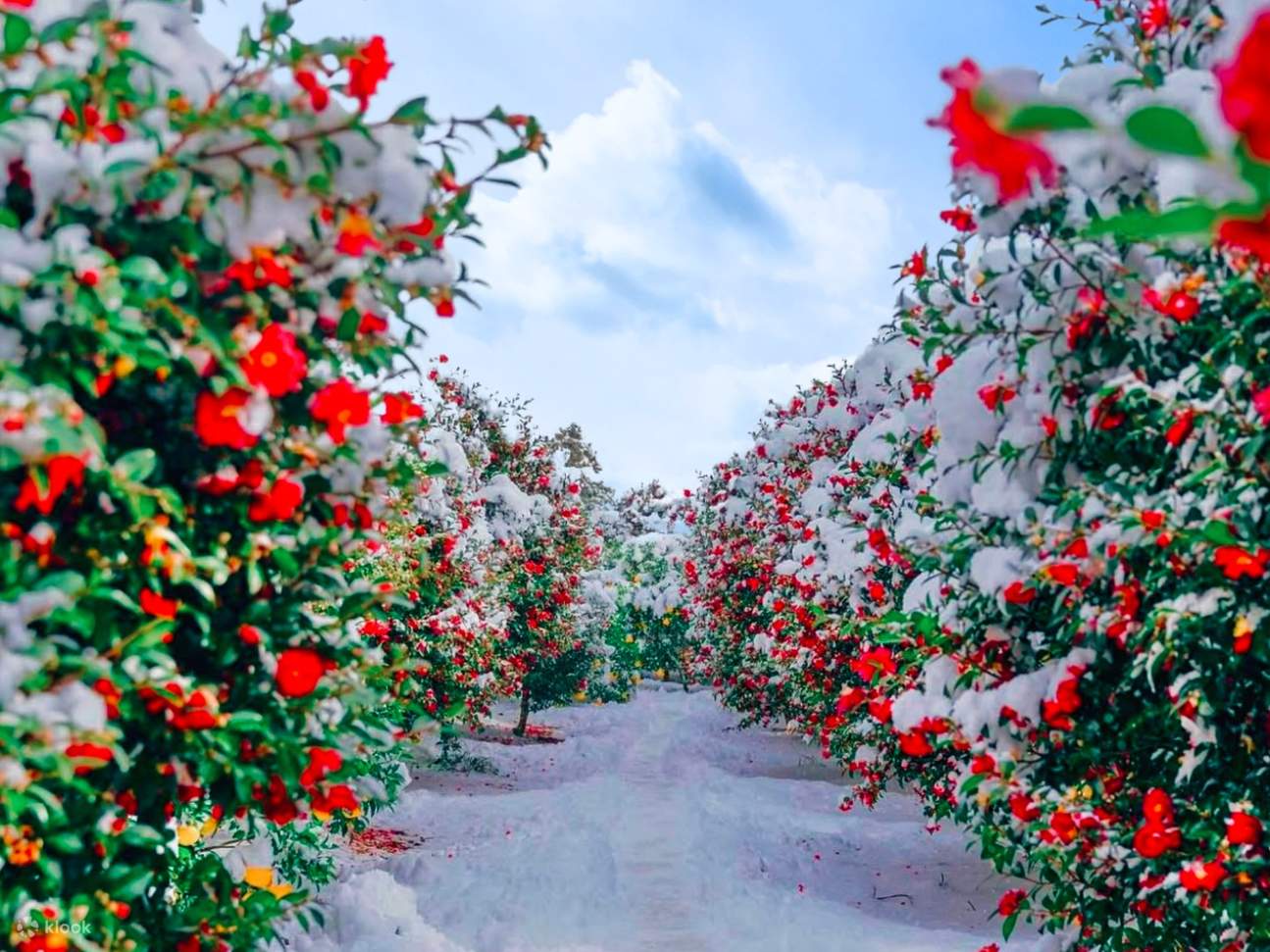 Ngày 3: Jeju (Seogwipo) – Mùa đông lãng mạn & hoa trà