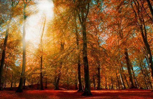 Ngày 03: Breisach, Đức