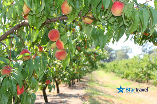 Ngày 3: Melbourne - Dandenong - Thung Lũng Yarra