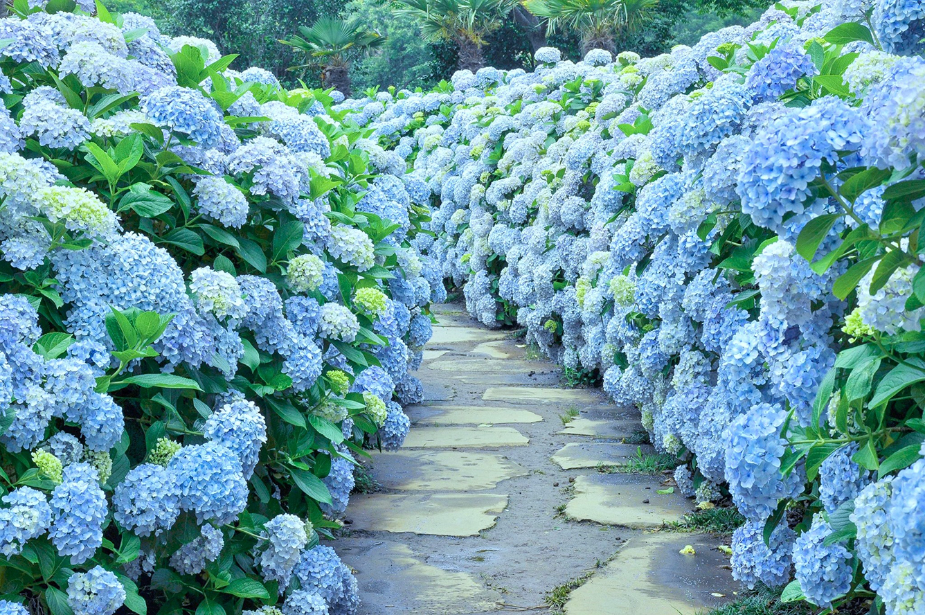 Ngày 3: Jeju (Seogwipo) – Mùa Hoa Cẩm Tú Cầu