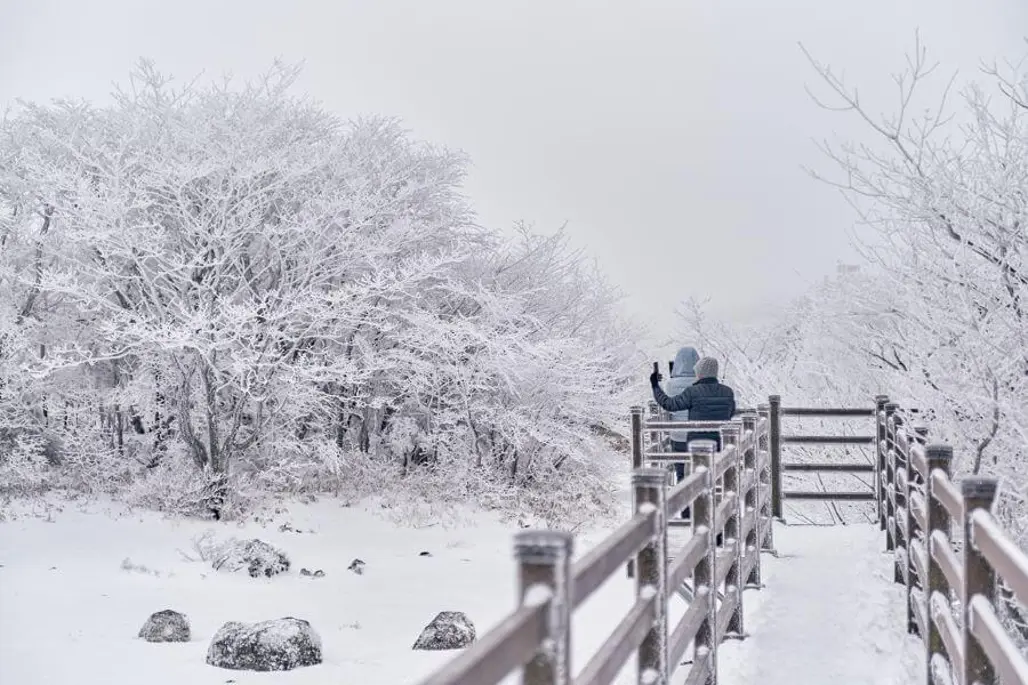 Ngày 3: Jeju (Seogwipo) – Mùa đông lãng mạn & hoa trà
