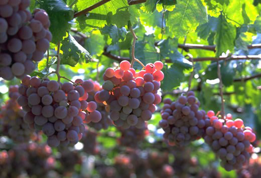 Ngày 03: HAKONE – FUJI – TOKYO (Ăn sáng, trưa, tối)