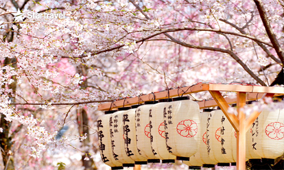 Lãng mạn sắc hoa anh đào Nhật Bản