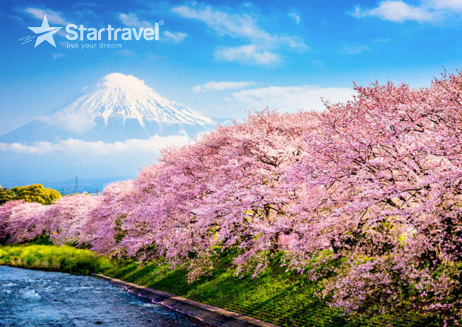 Cùng Du thuyền Spectrum of the Seas chiêm ngưỡng mùa hoa anh đào Nhật Bản