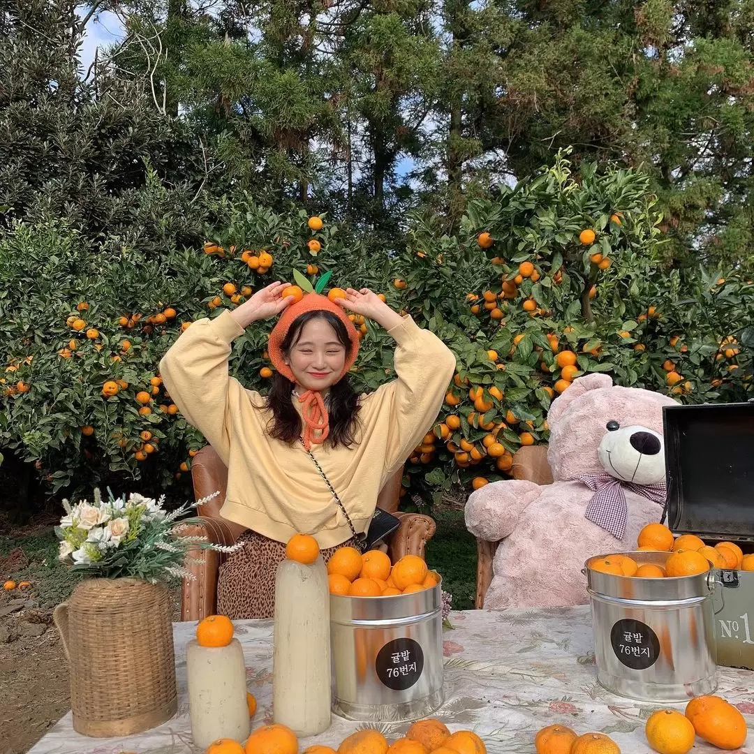 Ngày 3: Jeju (Seogwipo) – Giao mùa Thu & Trải nghiệm hái quýt