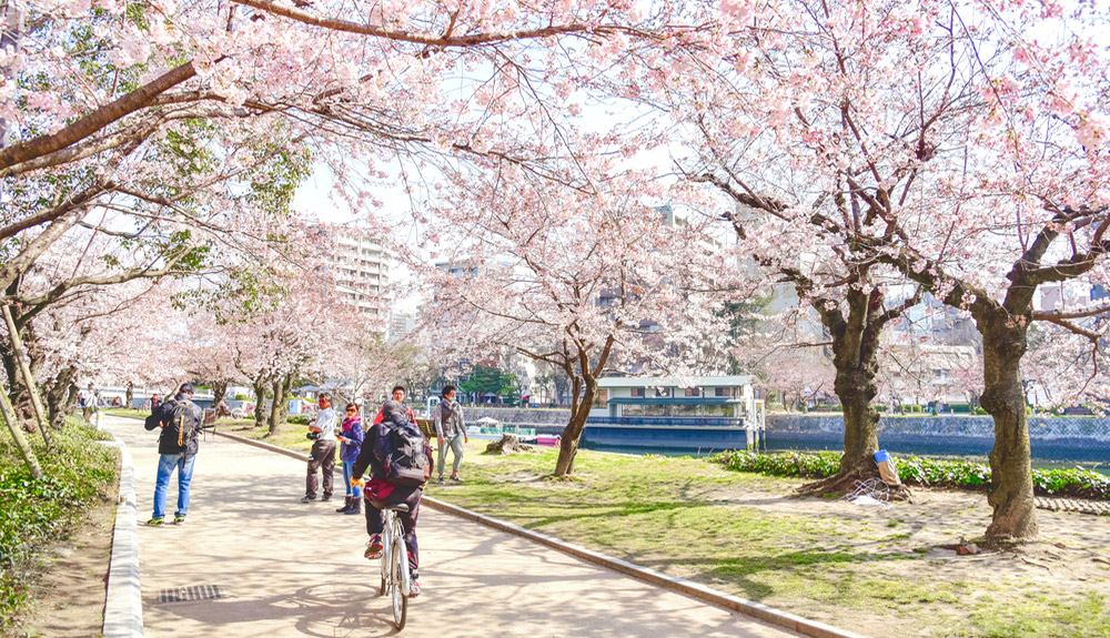 du thuyền 5 sao hoa anh đào nhật bản
