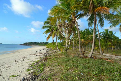 con-dao-hoang-so-2.jpg