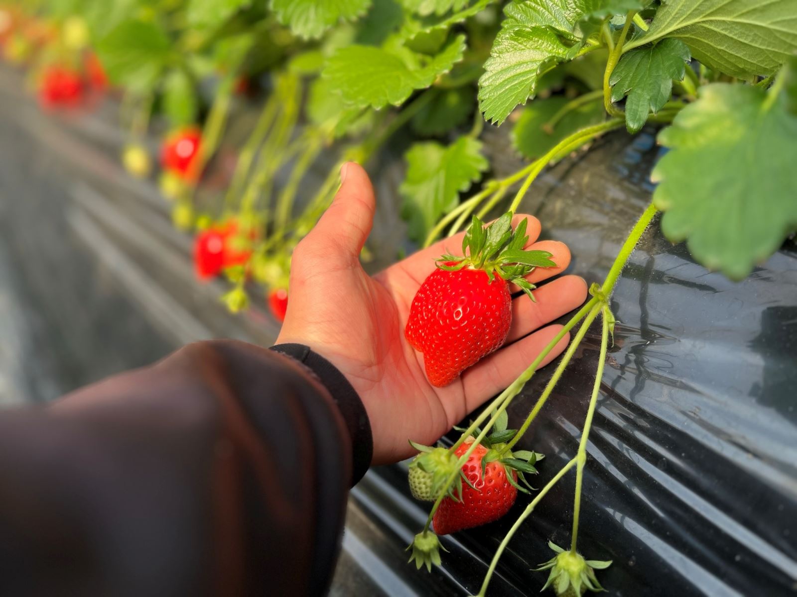 Hình ảnh đền Daizafu Tenmangu. Nguồn: Startravel.