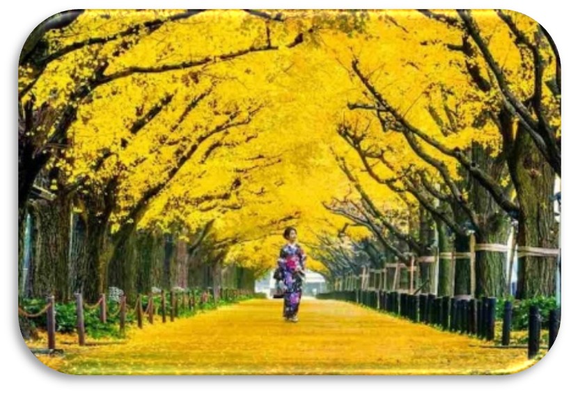 Narita – Tokyo | Ăn: 3 bữa