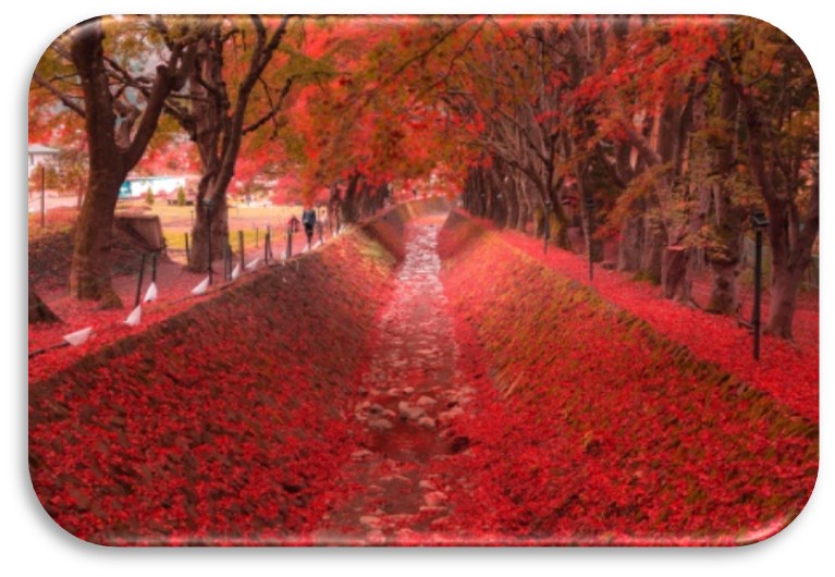 Tokyo – Phú Sỹ - Yamanashi | Ăn: 3 bữa