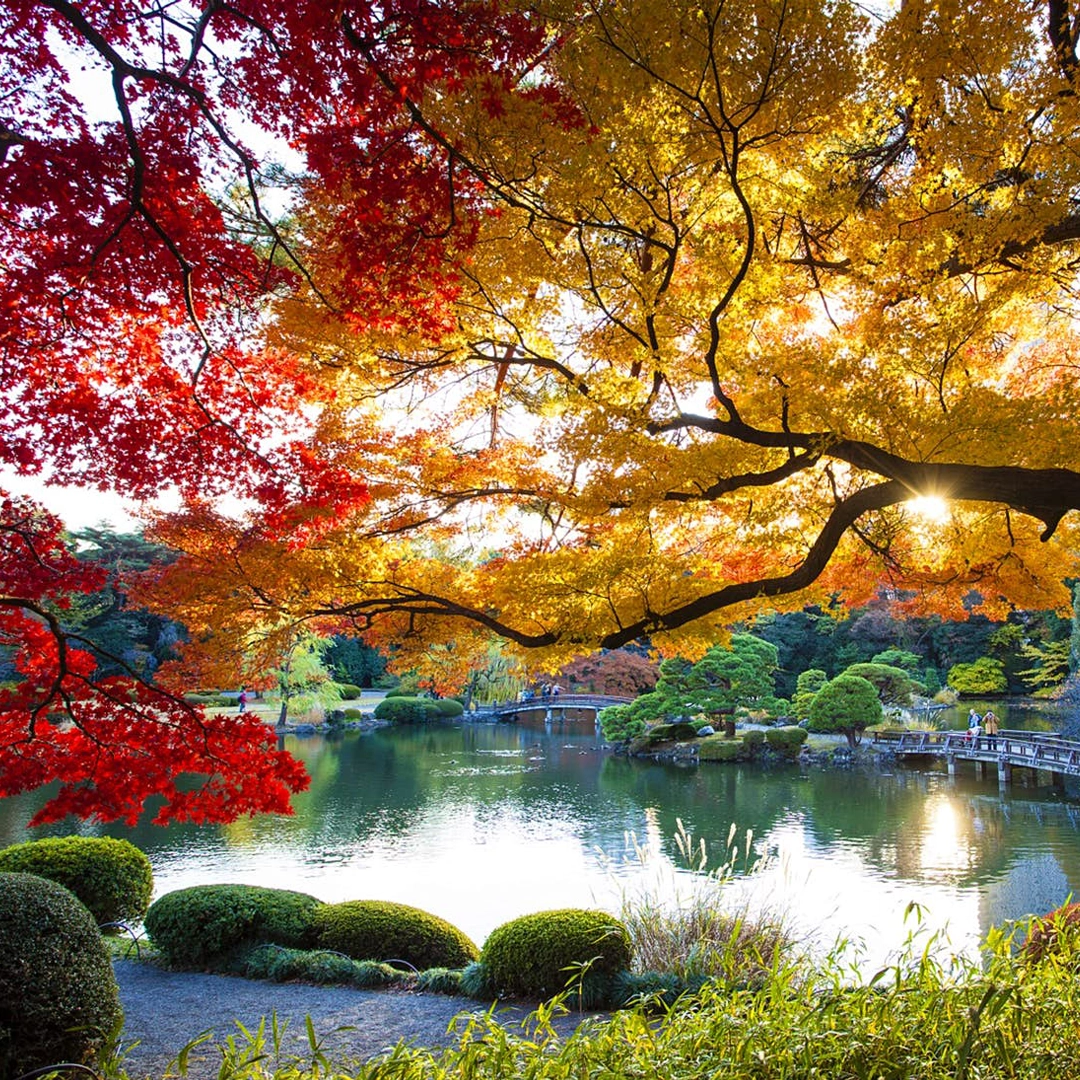 Du lịch Mùa Thu Nhật Bản tuyến Narita - Tokyo - Phú Sĩ - Kyoto - Osaka