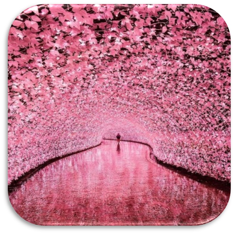 Cảng Yamanashi – Nagoya | Ăn: 3 bữa