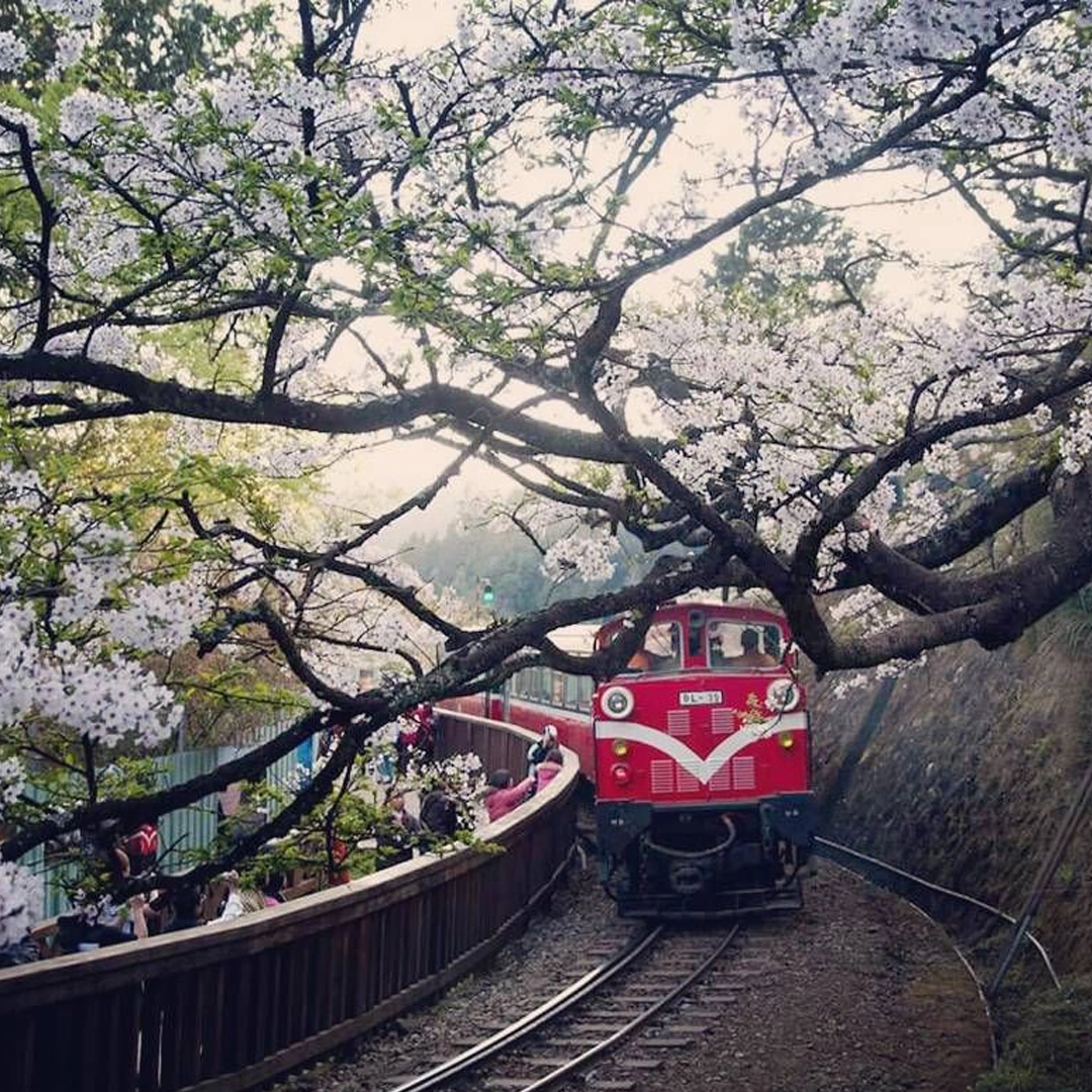 Khám phá Đài Loan 2025 Đài Bắc - Đài Trung - Alishan - Ngắm gấu trúc công viên Taipei Zoo