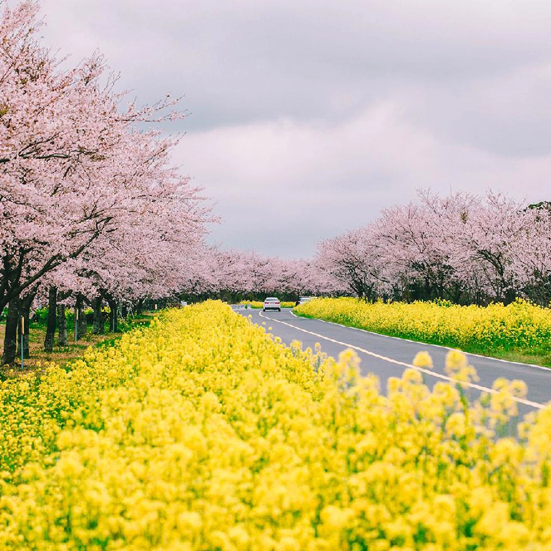 Hành trình ngắm hoa Anh Đào 2027 -  Du xuân lãng mạn giữa biển trời Đông Bắc Á