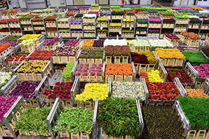 Ngày 03: Amsterdam - Aalsmeer/Keukennhof - The Hague - Delft - Rotterdam