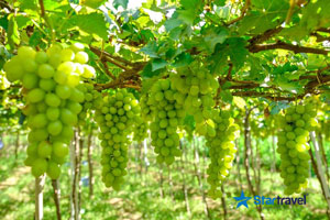 Ngày 03: NINH CHỮ – TP.HCM (Ăn sáng, trưa)