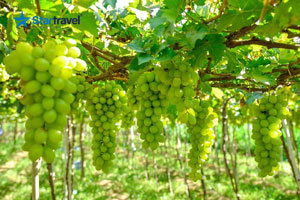 Ngày 03: NINH CHỮ – TP.HCM (Ăn sáng, trưa)