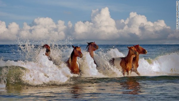 10 Assateague Island Maryland 01.jpg
