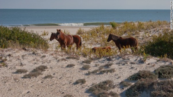 10 Assateague Island Maryland.jpg