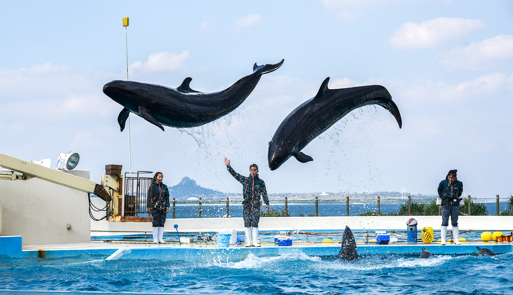 du thuyền 5 sao xiếc cá heo okinawa
