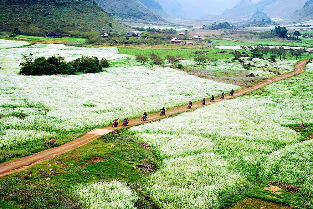 Hoa cải Mộc Châu