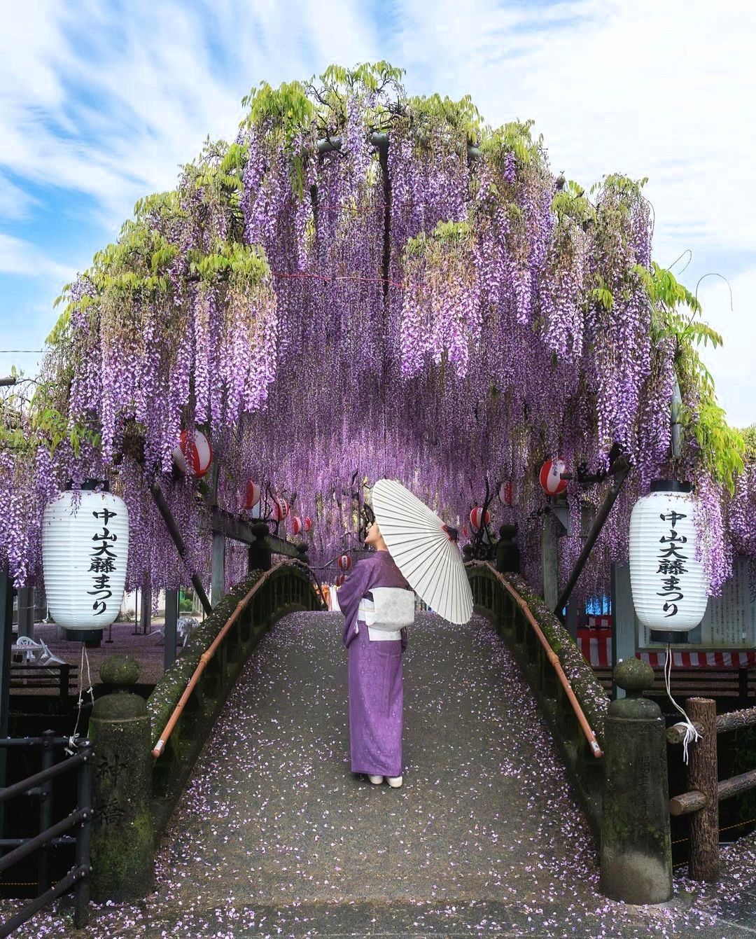 MÙA HOA TỬ ĐẰNG NHẬT BẢN - BẢN TÌNH CA TÍM CỦA MÙA XUÂN