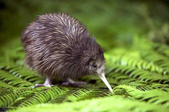 8 lý do bạn nên đến New Zealand ngay mùa hè này