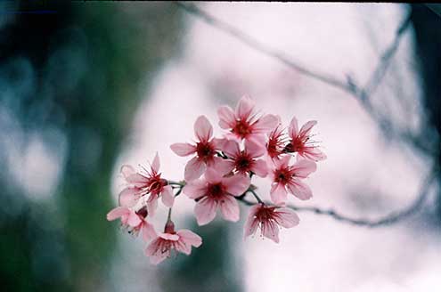 C&oacute; một Đ&agrave; Lạt như thế