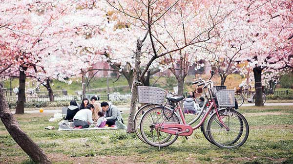 Cảm nhận Nhật Bản mùa anh đào