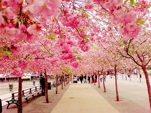 Ngắm hoa Anh Đào khi Nhật Bản vào xuân
