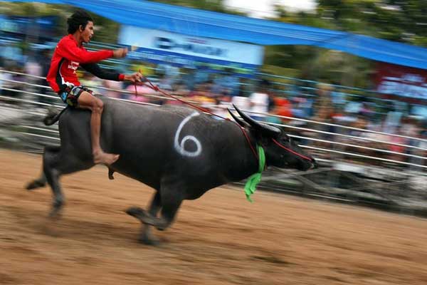 Đặc sắc lễ hội đua trâu ở Thái Lan
