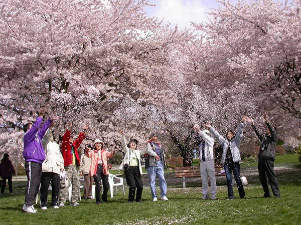Một vòng trái đất ngắm hoa anh đào
