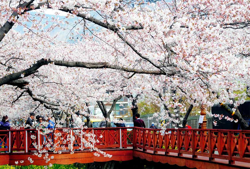 Những điều cần biết trước ngày qua Hàn Quốc ngắm anh đào