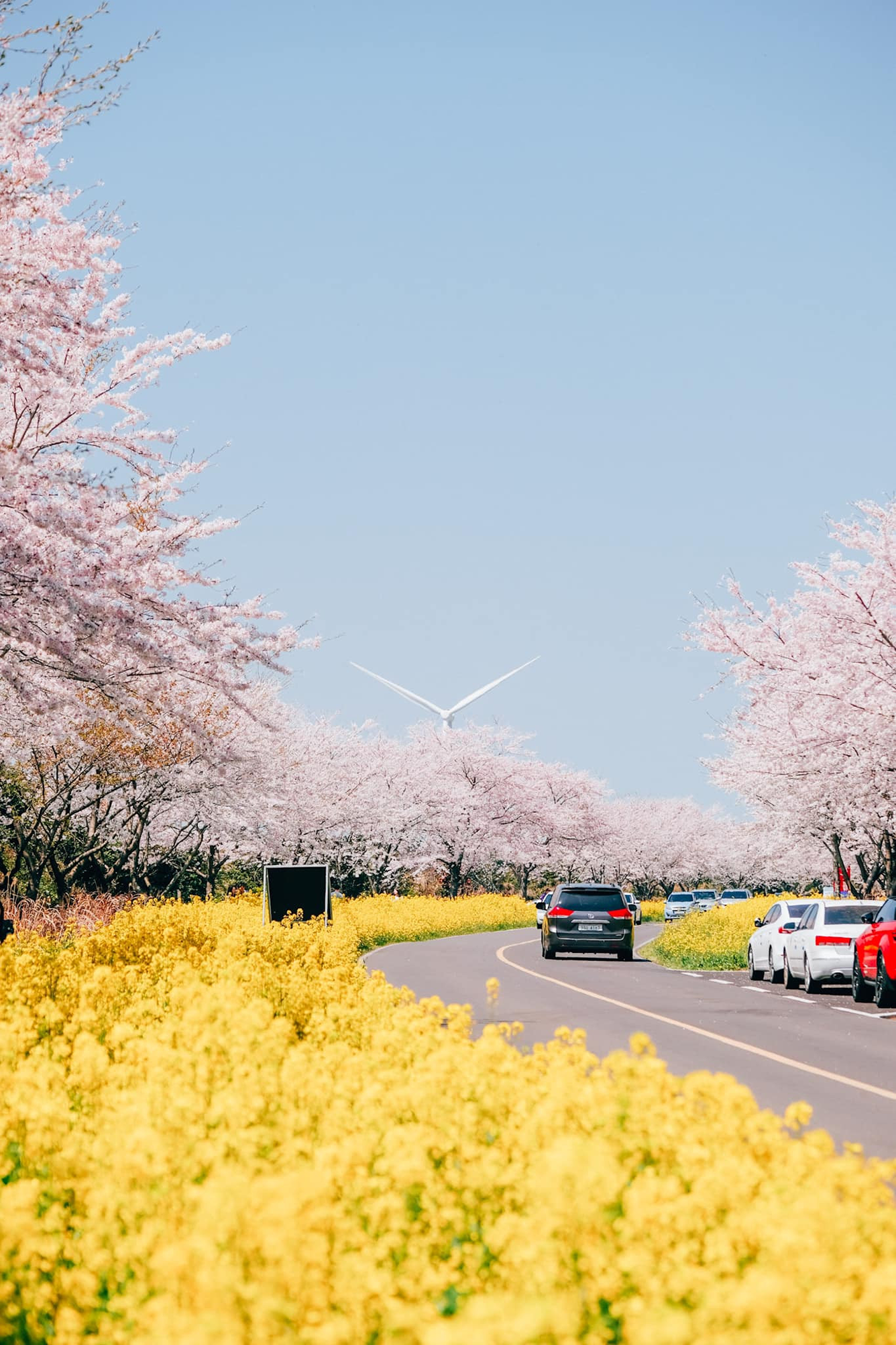 Du lịch Jeju tháng 3/2026: Lạc bước giữa thiên đường hoa anh đào và cải dầu