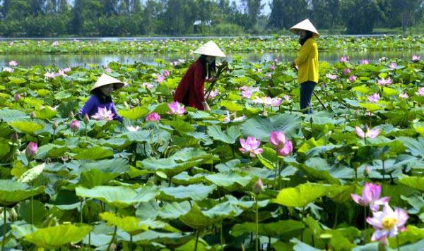 Thăm Đồng Tháp mùa sen nở 