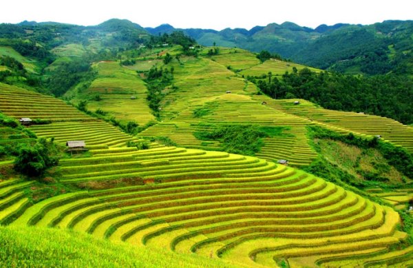 mu cang chai.jpg